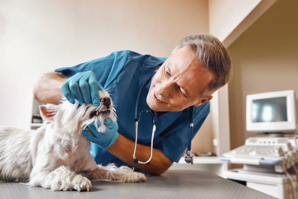 Best Emergency Denture Repair in Shannon, MS